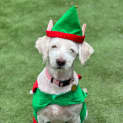 Photo of Curly