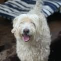 Photo of Curly