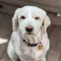 Photo of Curly