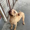Photo of Hector