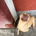Photo of Hector