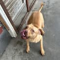 Photo of Hector