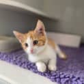 Photo of Cheeto
