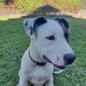 Photo of Brandy