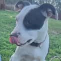 Photo of Brandy