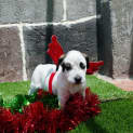 Photo of Blitzen