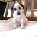 Photo of Blitzen