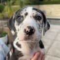 Photo of Goose ( Was Bubblegum)