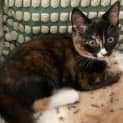 Photo of Miso