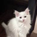 Photo of Daisy