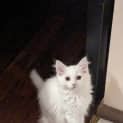 Photo of Daisy