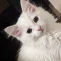 Photo of Daisy