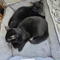 Photo of Milly And Lilly