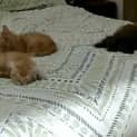 Photo of Harry And Marmalade