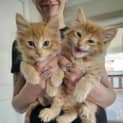 Photo of Harry And Marmalade