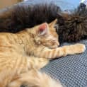 Photo of Harry And Marmalade