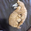 Photo of Harry And Marmalade