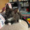 Photo of Perenia **2nd Chance Cat Rescue**