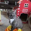 Photo of Perenia **2nd Chance Cat Rescue**