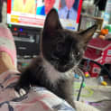 Photo of Perenia **2nd Chance Cat Rescue**