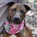 Photo of Kimba