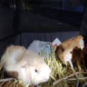 Photo of Chicken 