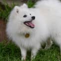 Photo of Meedo