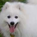 Photo of Meedo