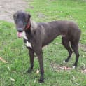 Photo of Buddy