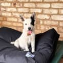 Photo of Pepper