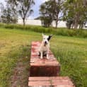 Photo of Pepper