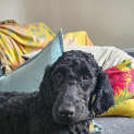 Photo of Fooie