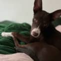 Photo of Pastel