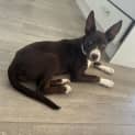 Photo of Pastel