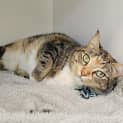 Photo of Olive
