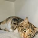 Photo of Olive