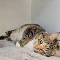 Photo of Olive