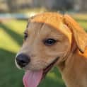 Photo of Thor