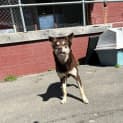 Photo of Lotti