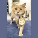 Photo of Biscoff