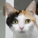 Photo of Tinkerbell