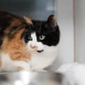 Photo of Nala