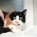 Photo of Nala