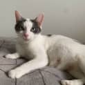 Photo of Pepper