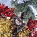 Photo of Astor