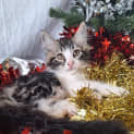 Photo of Spike
