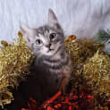 Photo of Littlefoot
