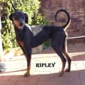 Photo of Ripley
