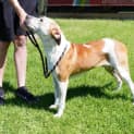Photo of Bugsy