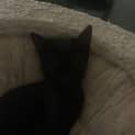 Photo of Ebony